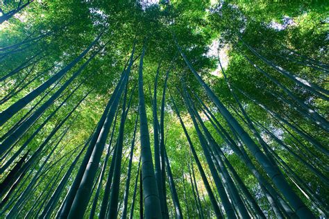 Sagano Bamboo Forest Arashiyama Kyoto Travel Arrange Japan