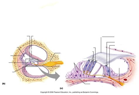 Anatomy Of Cochlea Diagram Quizlet