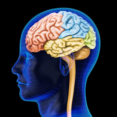 لماذا توجد ثنيات في دماغ الإنسان؟