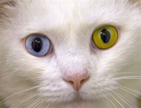 Its David Miaowie Speedy The Cat Has A Gold Eye And A Blue Eye