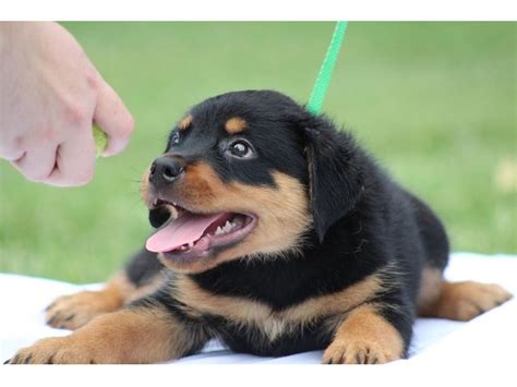 The rottweiler is brave, loyal, obedient, protective, watchful, and strong. Prestigeous Rottweilers Puppies - Animals - Avenel - New Jersey - announcement-86833