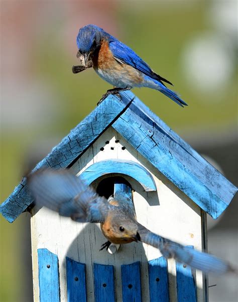 Attracting Bluebirds To Your Yard Edens Garden