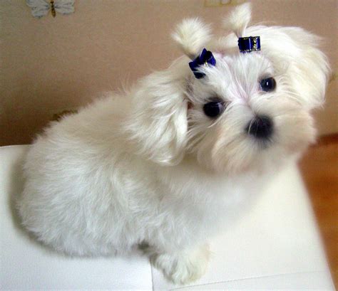 Coy Cute Beautiful White Teacup Maltese For Sale My