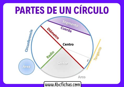 Cuales Son Las Partes De La Circunferencia Rollo Hot Sex Picture