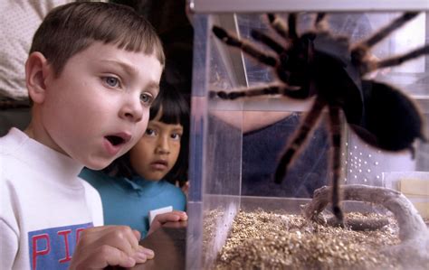 Thousands Of Tarantulas Are Crawling Around Colorado Right Now Looking