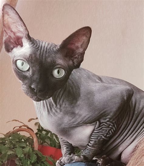 Create Meme The Sphynx Breed Sphynx Cats Sphynx Pictures Meme