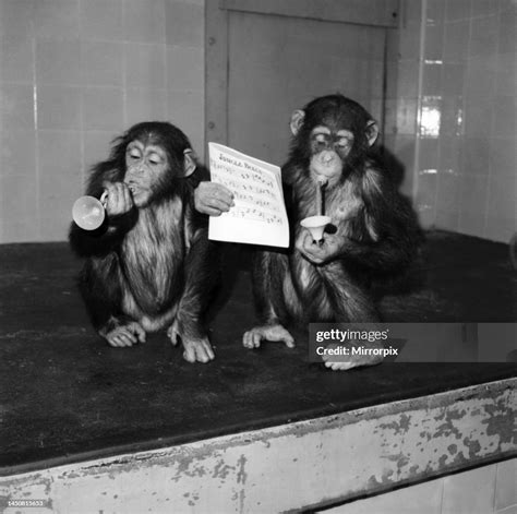 Fifi and Lulu the London Zoo's three year old Chimpanzees are... News