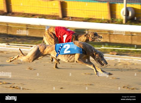 Greyhounds Hi Res Stock Photography And Images Alamy