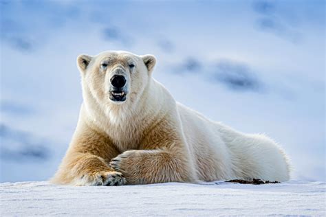 Distinct Population Of Polar Bears Found In Greenland