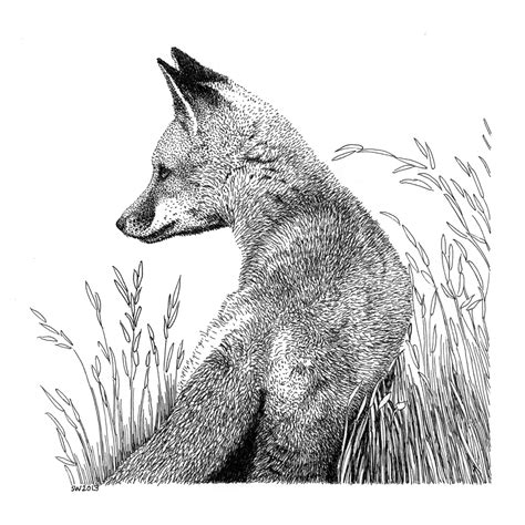 Swift Fox Drawing At Getdrawings Free Download