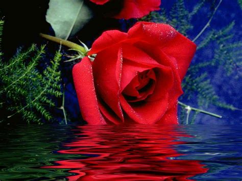 Red Roses Most Popular Rose Rose Wallpapers Beautiful Rose Red Rose