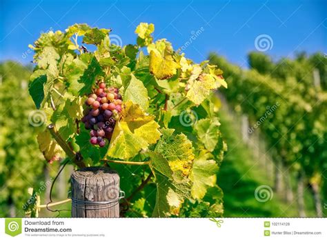 Grapes Fruits Closeup Vineyard Fall Leaves Autumn Farming Agriculture