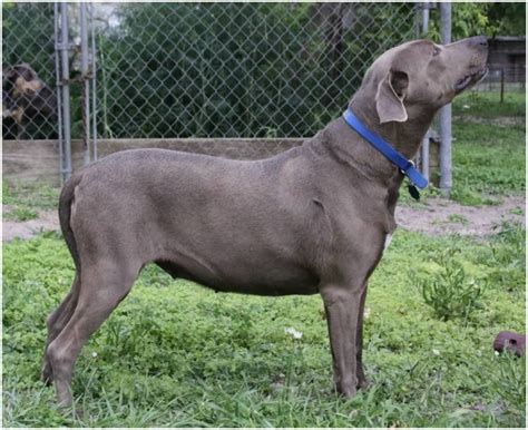 Use the search tool below and browse adoptable. Blue Lacy: History, Facts, Personality, Temperament, & Care