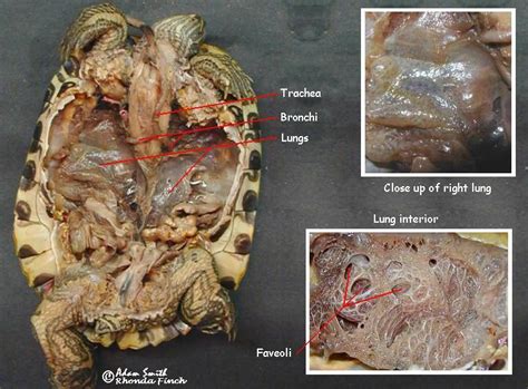 Turtle Dissection