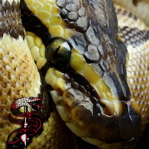 Leopard Enchi Ball Python By Creatures Of Nightshade Morphmarket