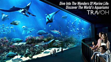 Dive Into The Wonders Of Marine Life Discover The Worlds Aquariums