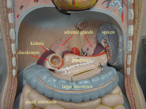 Pin By Lily Sue On Stem Life Science Intestines Anatomy Anatomy
