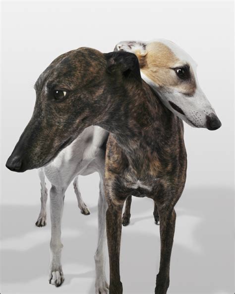 Greyhound Breed Information History Health Pictures