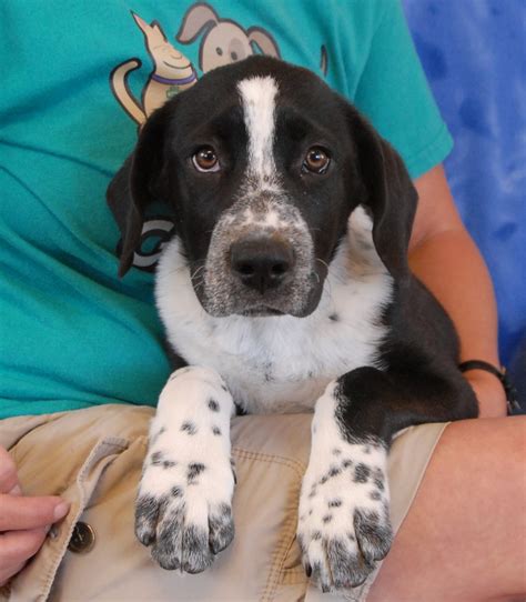 The border collie side of this mixed breed has an instinct for herding, but the poodle side helps balance this drive with intelligence and a joyful nature. Adorable Border Collie mix puppies debuting for adoption ...