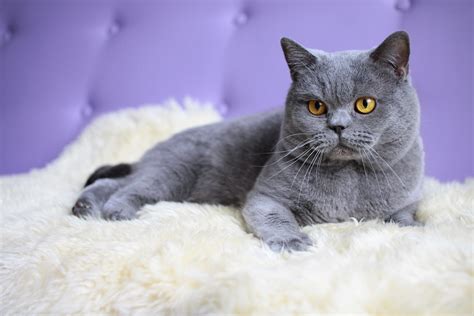 8 Interesting Facts About British Shorthair Cats Thatll Make You