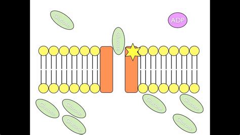 All of these transporters can also transport small, uncharged organic molecules like glucose. Active Transport Animation - YouTube