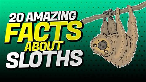 50 Fun Facts About Sloths 2023s Most Intriguing Listicle