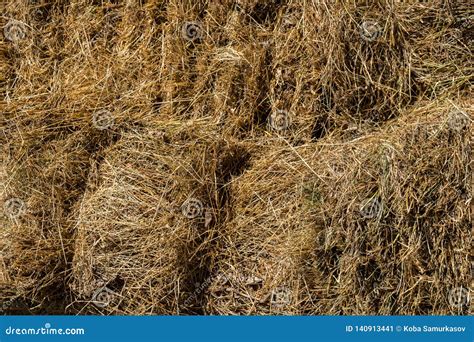 Fresh Straw Hay Bales On The Trailer Stock Image Image Of Green