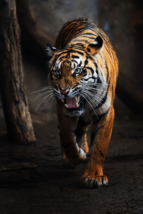 Sumatran Tiger By Ondřej Chvátal 500px