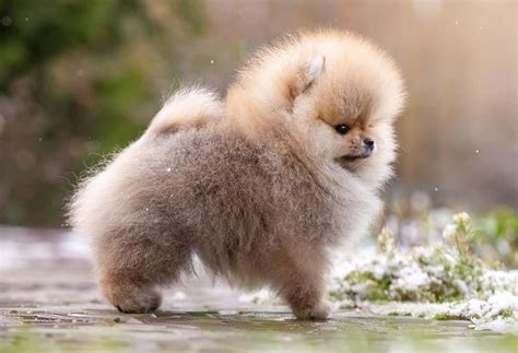 45 Pomeranian Haircuts And Grooming Ideas For Dog Lovers 2023 Styles
