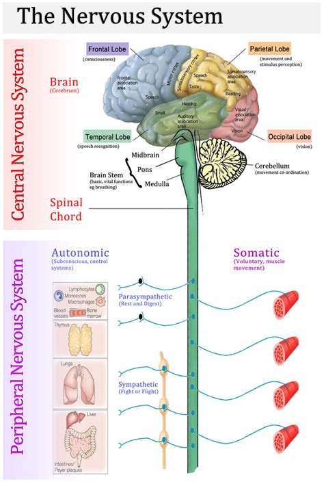 Central Nervous System And Its Components Diagram Quizlet