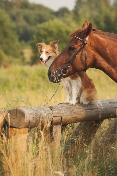 Red Border Collie Dog And Horse Stock Photo By ©ksuksann 24588031