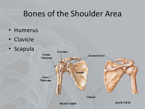 The superior part of the appendicular skeleton that includes clavicle, scapula, and humerus, is attached to the axial skeleton that consists of skull. Shoulder Disorders