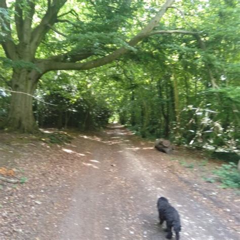 Dog Walk At Pepperbox Hill Near Salisbury · Uk · Walkiees