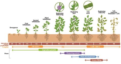 Soybean Plant Growth Stages