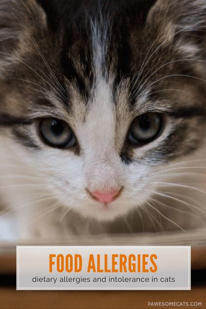 Nasal congestion, itchy nose, sneezing, fever, hives, rash, or itchy skin. Understanding Food Allergies and Intolerance in Cats ...