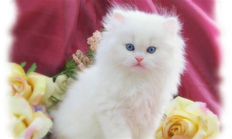 White Cat Wallpaper - beautiful desktop wallpapers 2014