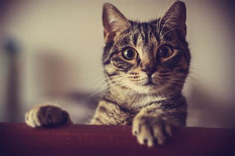 Curious Cat Stock Photo Download Image Now Istock