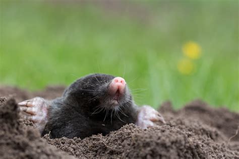 How To Get Rid Of Moles In Your Garden Upgardener™