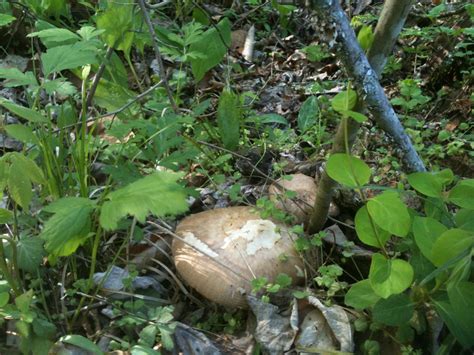 Virginia Spring Mushroom Finds Mushroom Hunting And Identification
