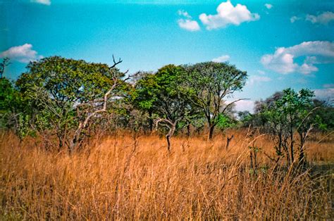 Mukuvisi Woodlands Zimbabwe Woodlands Zimbabwe South Africa