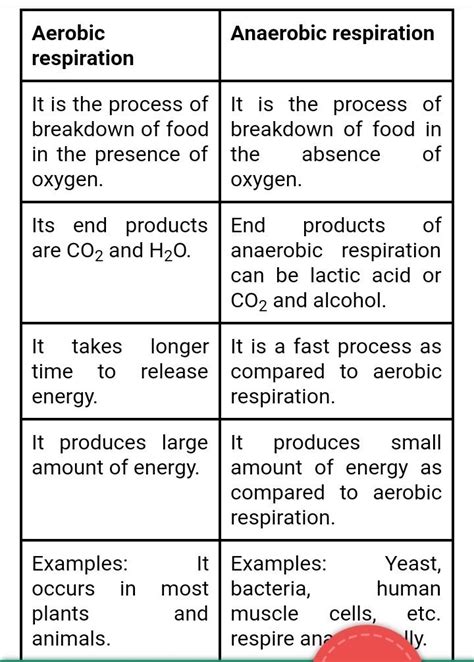 Difference Between Aerobic Respiration And Anaerobic Respiration