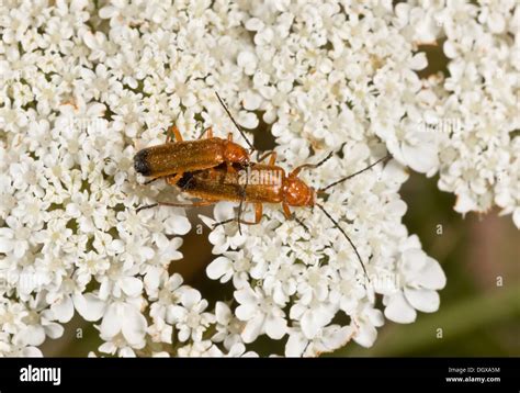 Mating Pair Of Common Red Soldier Beetles Rhagonycha Fulva Stock Photo