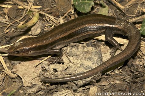 Common Five Lined Skink Reptiles Of Alabama · Inaturalist