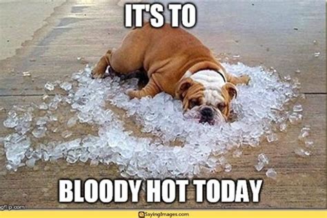 Hot Weather Memes To Help You Cool Down Sayingimages Weather