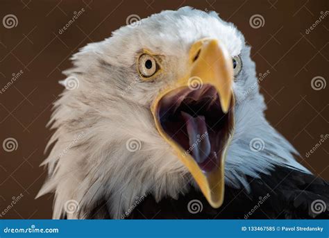 American Eagle With Open Beak Stock Image Image Of Feather Hunter