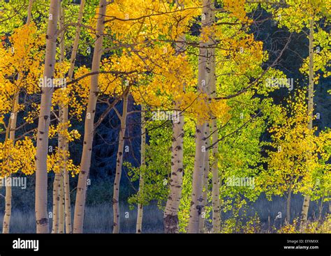 Gunnison National Forest Colorado Detailed Colors Of An Aspen