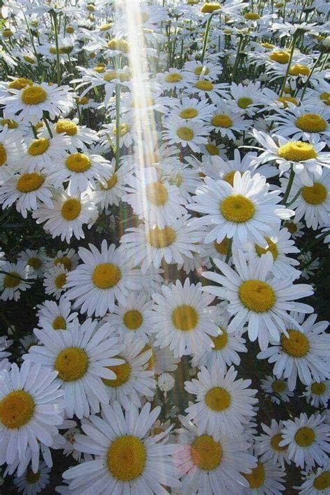 Pin By Marsha Humphreys Badgett On Beautiful Florals Wild Flowers