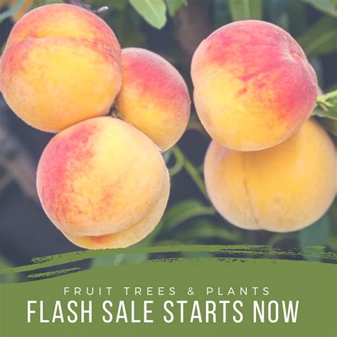 Gurney's ® whopper strawberry plant europe's amazing whopper strawberries zone: Fruit Tree* Sale starts now! Get in here! . *all fruiting ...