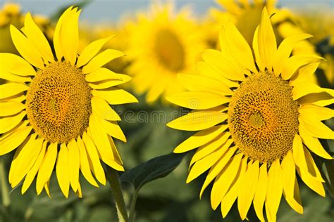 Girasoles Foto De Archivo Imagen De Cubo Brillante Hoja 6468222