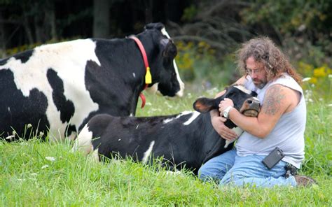 Real Men Hug Cows Rescue Advocate Mike Stura With Some Very Grateful